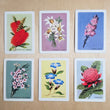 Load image into Gallery viewer, Australian Native Floral Postcards / Gift Card Set of 6