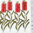 Load image into Gallery viewer, Tea Towel - Bottlebrush Flowers