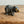 Load image into Gallery viewer, Brown wombat head turned
