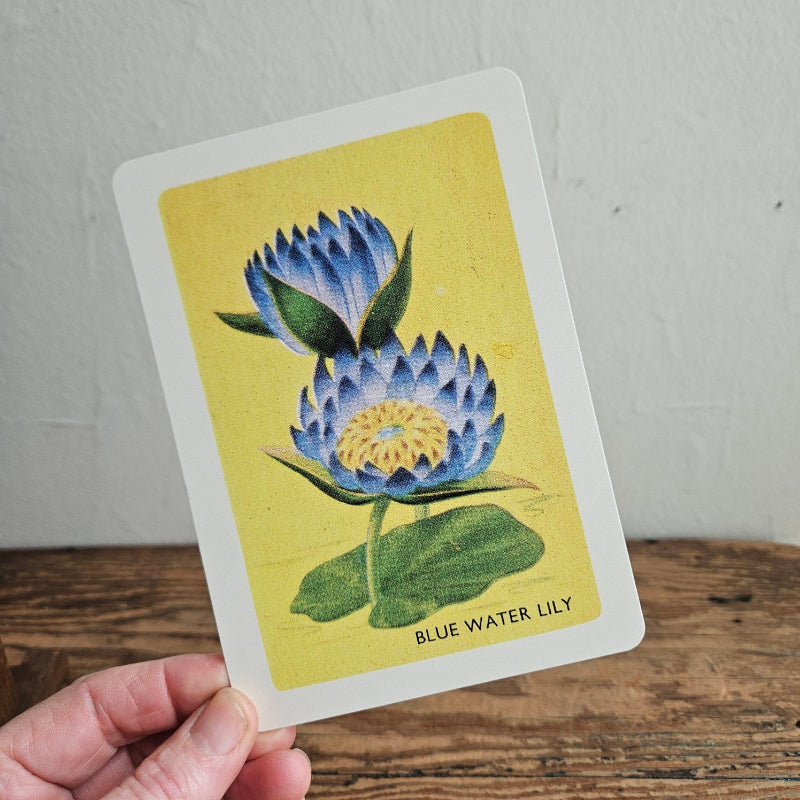 Australian Native Floral Postcard / Gift Card Blue Water Lily