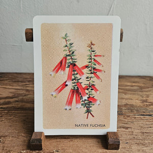 Australian Native Floral Postcard / Gift Card Native Fuchsia