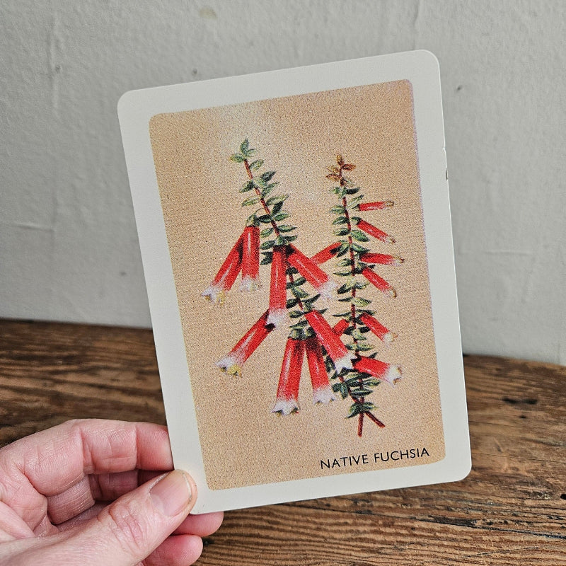 Australian Native Floral Postcard / Gift Card Native Fuchsia