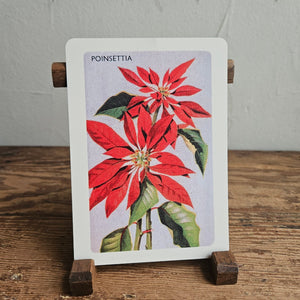 Australian Native Floral Postcard / Gift Card Poinsettia