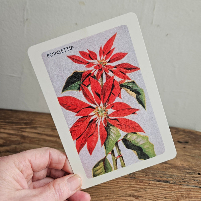 Australian Native Floral Postcard / Gift Card Poinsettia
