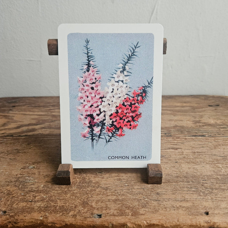 Australian Native Floral Postcard / Gift Card Common Heath pink White Red