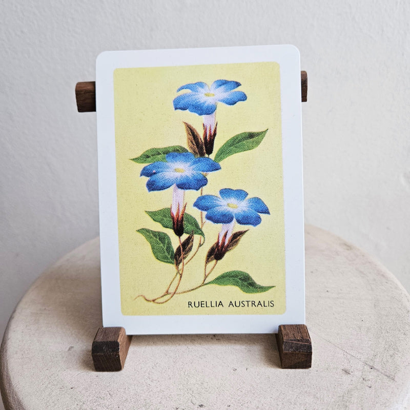 Australian Native Floral Postcard / Gift Card - Ruellia Australis