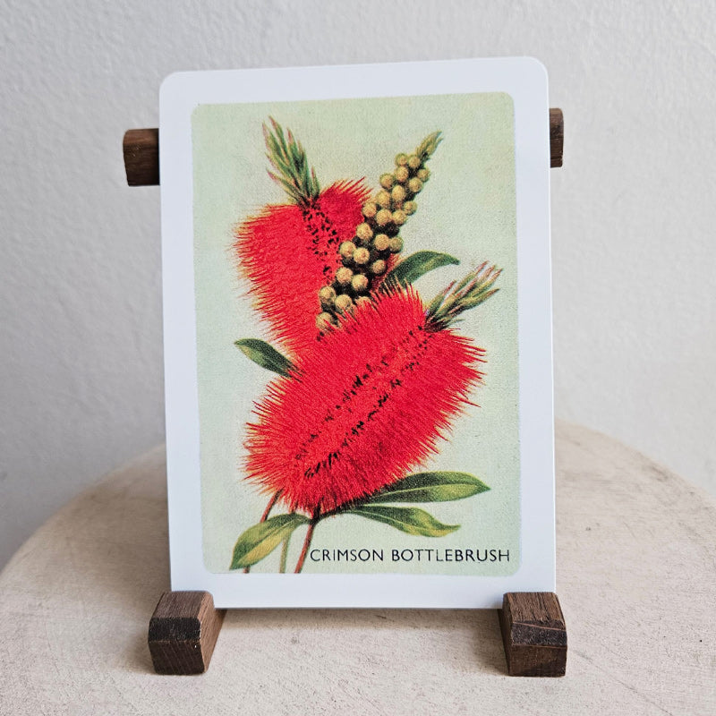 Australian Native Floral Postcard / Gift Card - Crimson Bottlebrush