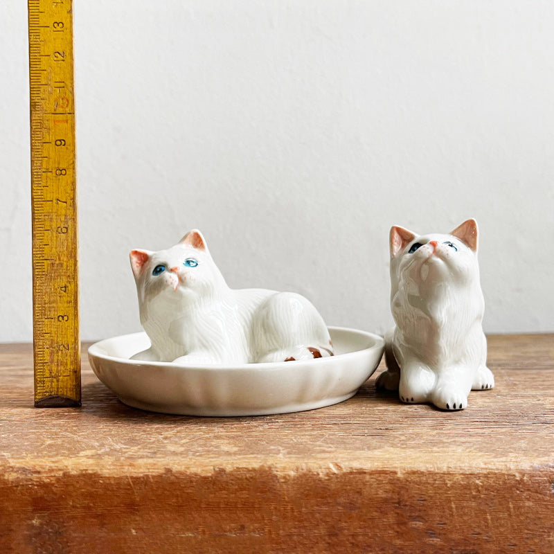 Salt & Pepper White Cats