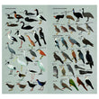 Load image into Gallery viewer, Slater Field Guide to Australian Birds Third Edition
