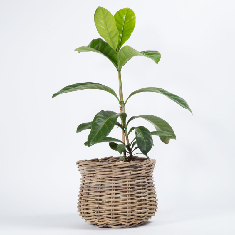 Rattan Pot Plant Basket - 48 x 36cm