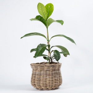 Rattan Pot Plant Basket - 28 x 24cm
